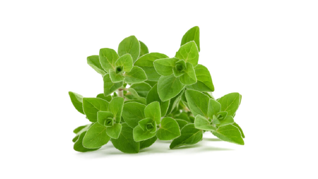 Oregano