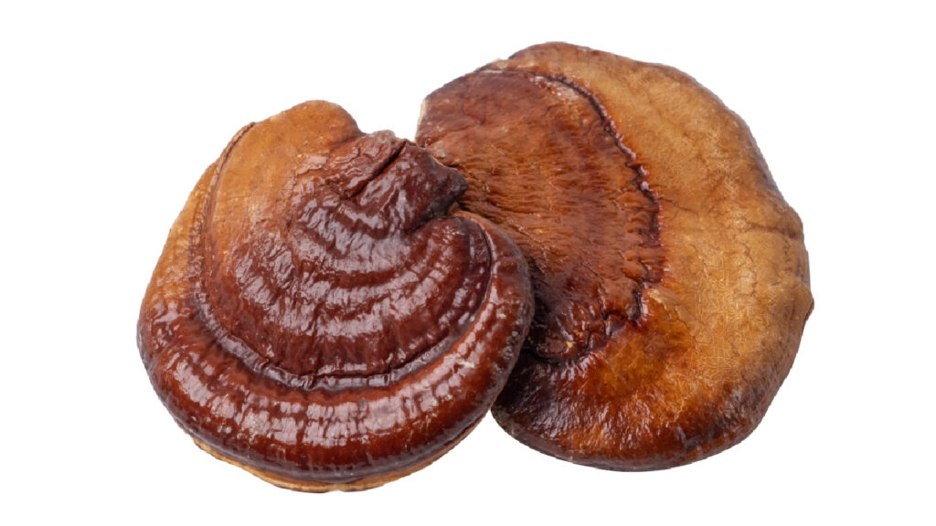 Reishi Mushroom