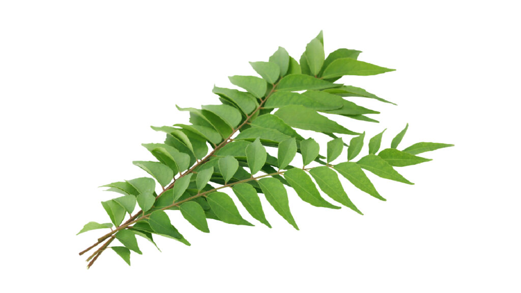 Curry Leaves