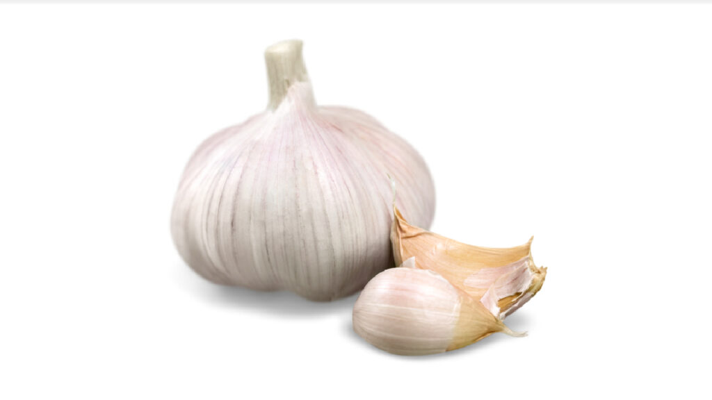 Garlic